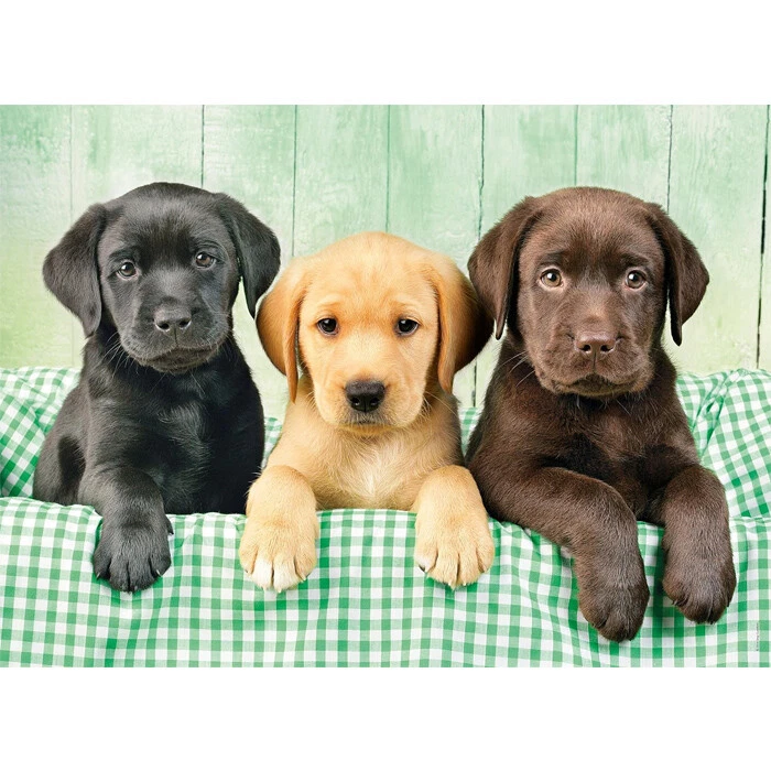Puzzle Clementoni - 1000 pezzi - Tre cani Labrador piccoli cuccioli 69x50 cm - Immagine 2 di 4
