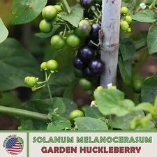 50 Garden Huckleberry Seeds, Solanum melanocerasum, Non-GMO, Genuine USA