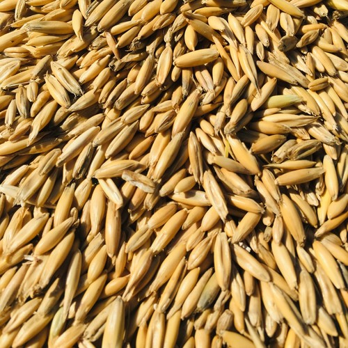 Whole Grain Oats Animal Feed Unhulled  - Afbeelding 4 van 4