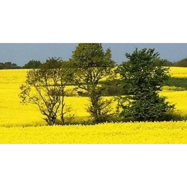 commoditycommodity31321