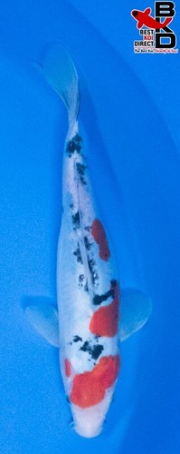 11" DOITSU SANKE (FEMALE) Live Koi Fish Garden Pond B4