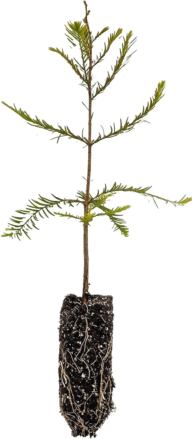 Summer Full Shade Plants, Seeds & Bulbs