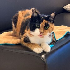 Jemako® Fell-Profi in 3 Größen