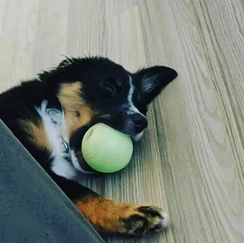 Glow In The Dark Ball Light Night Play Fetch For Dogs Fit In Medium Chuckit 2Pcs