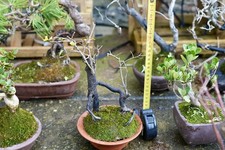 Golden persimmon (Diospyros) old dwarf bonsai, flowering and fruiting no. 10