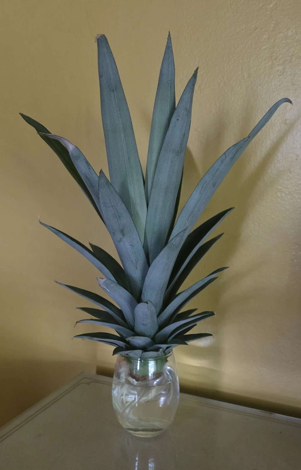Growing Pineapple Plant
Opens in a new window or tab