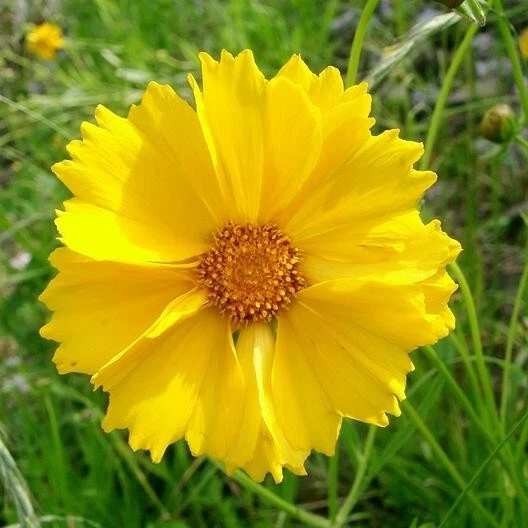 Coreopsis LANZA-HOJAS GARRAPATAS Jardín Mariposa Perenne Sin OGM 500 Semillas! Foto 2 de 4