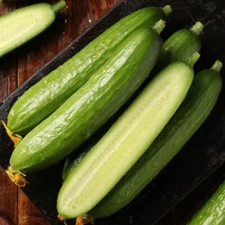 15+ Chinese Fruit Cucumber Seeds Burpless Hybrid Persian mini cucumber USA