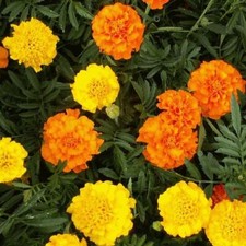 Marigold African Crackerjack Mixed Colourful Flower Seeds Grow Your Own