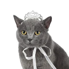 Pet Series Classic Petal Rhinestone Dog/Cat Tiara Crown for Costume Mini Dog Hai