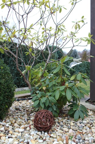 Wicker ball wicker ball decorative ball ball vine ball decorative balls garden decorative ball - Picture 2 of 5