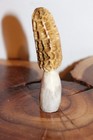 Carved Yellow Morel Mushroom from a Shed Whitetail Moose  Antler Point — photo 2