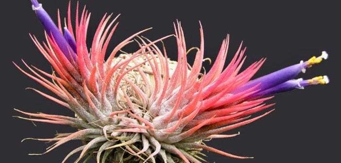 Air Plant Tillandsia Lonantha Seeds ~ Sky Plant ~ Shy Plant ~ Cool