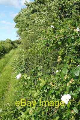 Foto 6x4 Hecke auf Zigeunergasse Ägypten\/SU4476 Eine Artenfülle um 2008