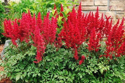1 x Astilbe arendsii  Astary Red  (Winterhart/Stauden) Prachtspiere