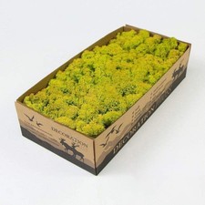 Preserved Reindeer Moss Natural Green DIY Kit Terrariums Gardenning Art Wall