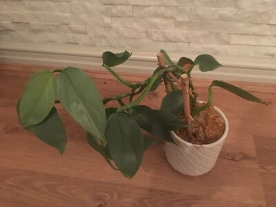 Healthy Silver Philodendron For Sale Plants Gumtree Australia Gosnells Area Langford 1277688612