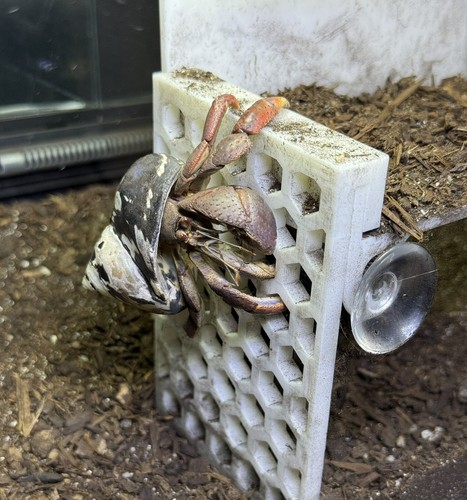 Hermit Crab Viewing Wall Hide Hermit Crab Foraging Ornament Toy Hermit Crab Tank - Picture 4 of 8