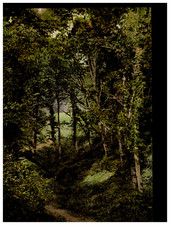 Angleterre. Hastings. Fairlight Glen. Vintage photochrom by P.Z, Photochrom Zuri