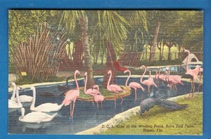 Postcard-AOne-of-the-Wading-Pools-Rare-Bird-Farm-Miami-FL-Vintage-139