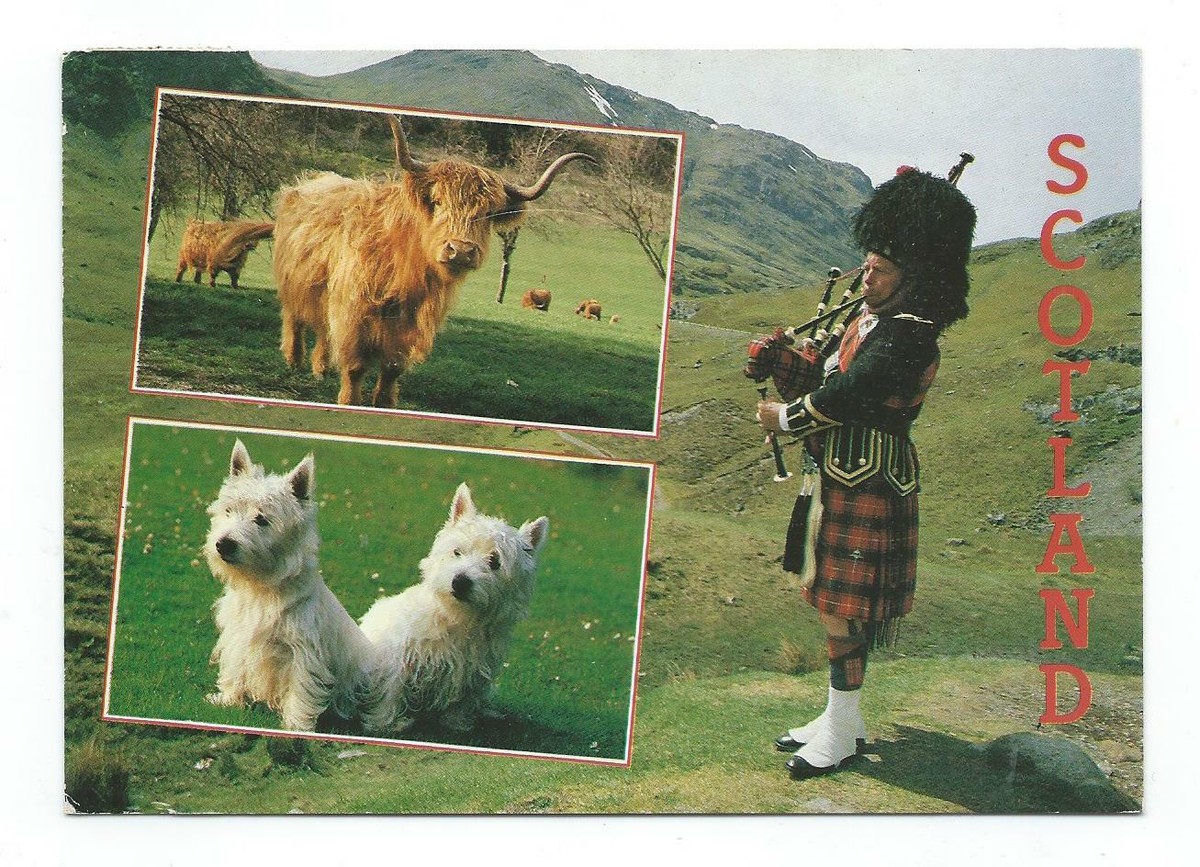 Scotland Highland Cattle Terriers Piper J Arthur Dixon Multiview