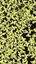 5000 Duckweed Live Aquarium Floating Plant 3oz