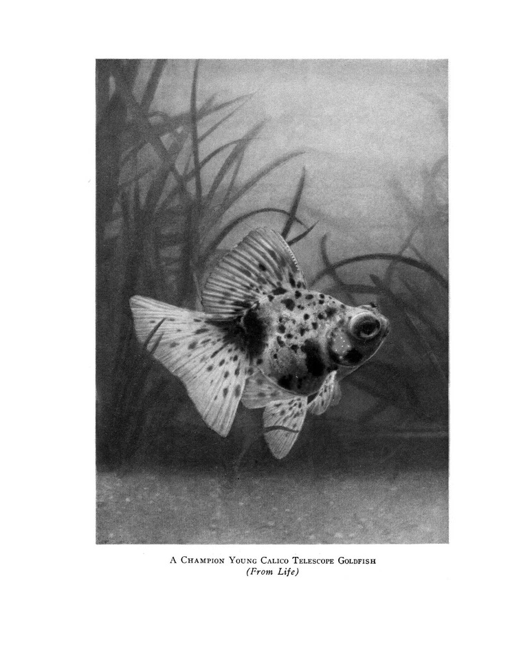 Goldfish Varieties and Tropical Aquarium Fishes: A Classic Illustrated Guide NEW - Image 3 of 4