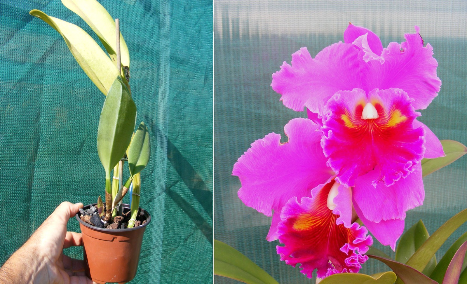 Orchée Cattleya RLC King of Taiwan fleur pourpre pot de 12cm