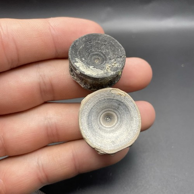 #ad REAL SHARK VERTEBRAE FOSSILS VENICE FLORIDA SET OF 2 $22.49