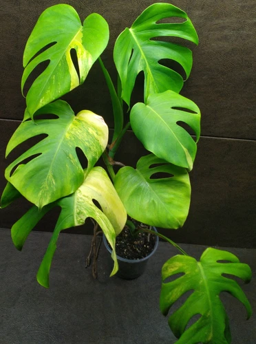 Monstera Borsigiana var. marmorata aurea (yellow) Variegated plant in 5in pot
