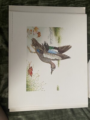 Blue Winged Teal Sallie Ellington Middleton 