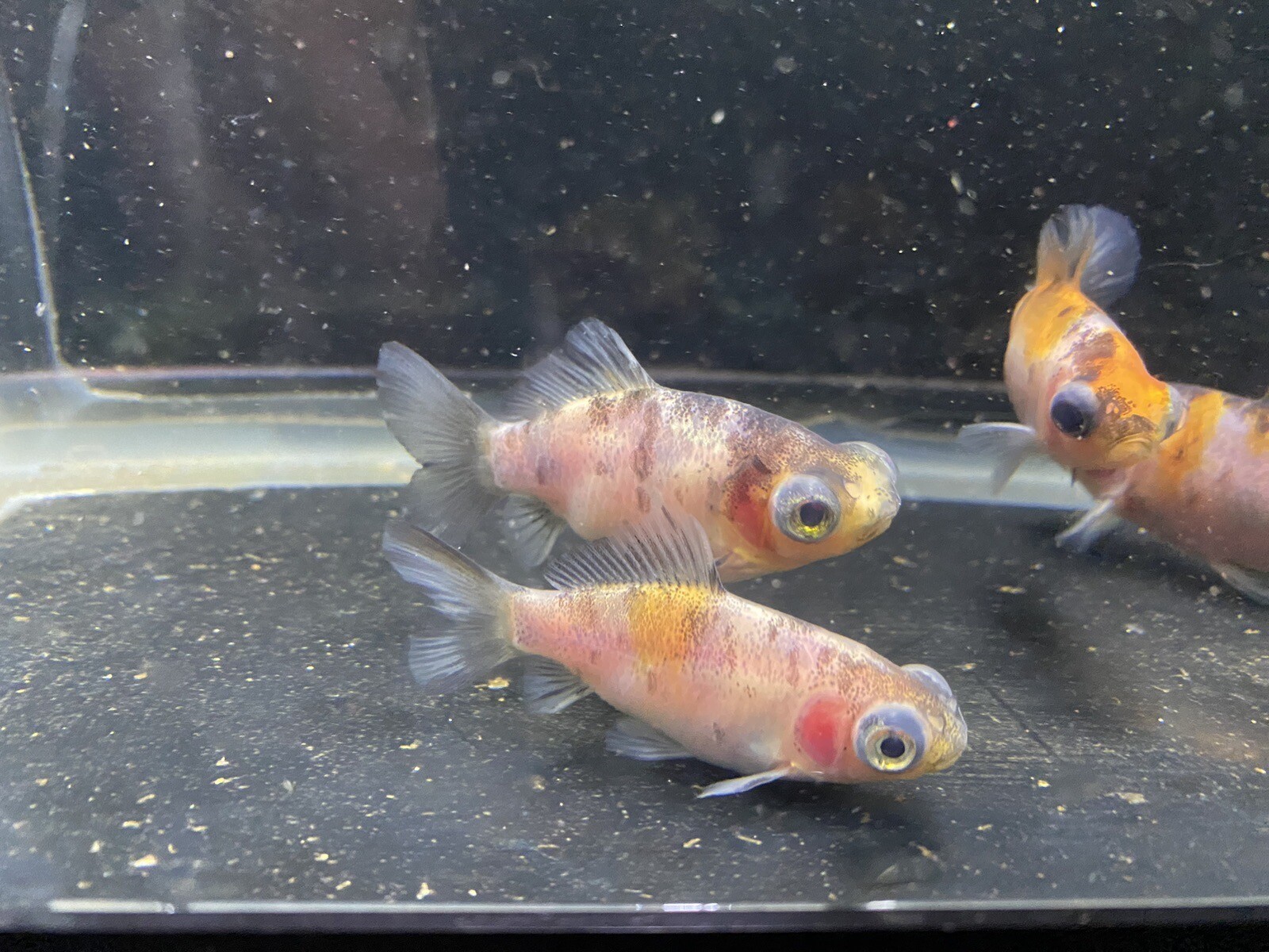 Live Calico Telescope Eye Bristol Shubunkin Goldfish Fry 1" 3" Rare