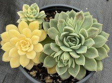 Imported Succulent live plant Rare succulent Echeveria Moon River yellow #P18