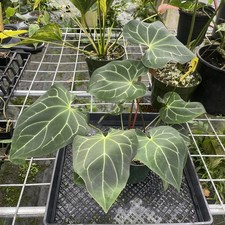 Anthurium Besseae Aff exact plant, Fedex 2day*