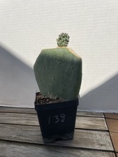 Echinocereus Davisii SB426 Short Spine 138