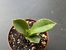 Sansevieria Argopuro hybrid plant