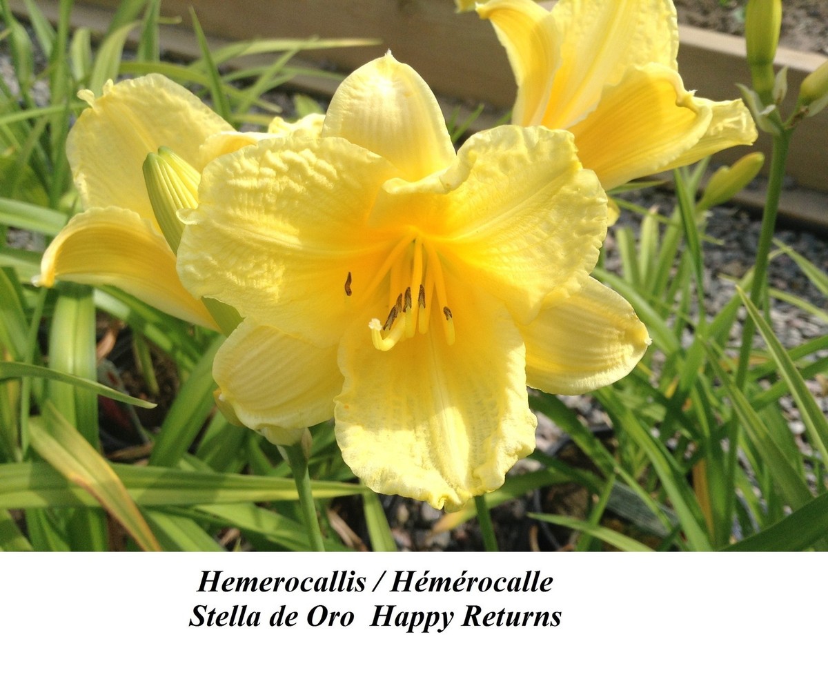Hemerocallis LEMON Stella de Oro 10 Seeds HYBRID DAYLILY HAPPY