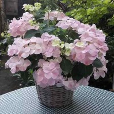 2x Hydrangea 'French Bolero' Pink XXL Jumbo Plug Plants - 24HR DISPATCH