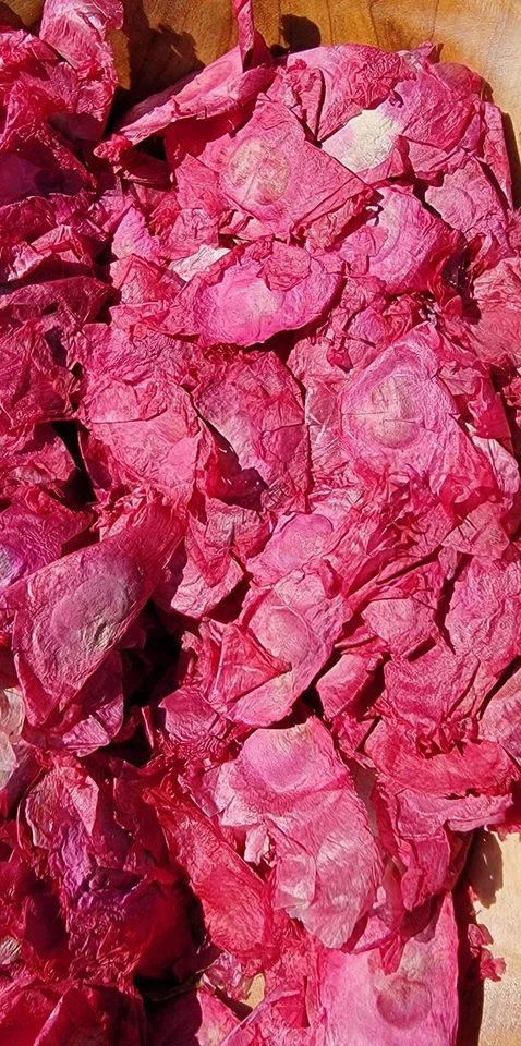 Angel Wings, Red Bulk Botanicals, 10oz Oroxylum indicum Bignoniaceae, Potpourri - Image 3 of 4