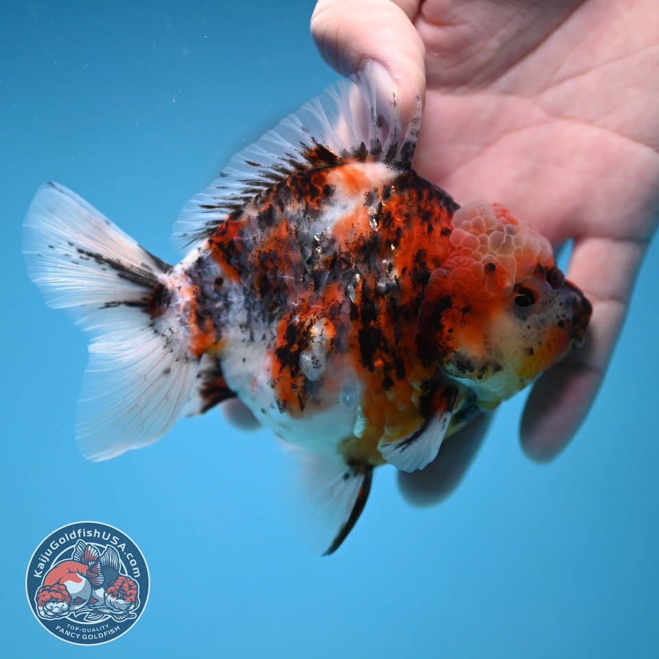 Live Fancy Goldfish White Tiger Oranda 3.8 inch Body (251205_OR18) | eBay