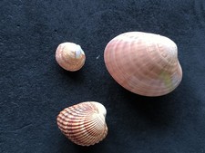 Conchiglie Da Collezione Piccolo Lotto Bivalvi