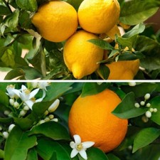 Citrus Tree Plant Fruit Garden Lemon & Orange 1 of each Tree Duo 2 x 9cm Pots