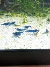 10 Blue Diamond Shrimp - Freshwater Neocaridina 100 Live Guarantee
