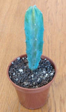 Myrtillocactus geometrizans "blue myrtle cactus" - succulent plant