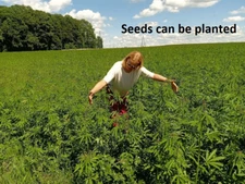 Real Hemp seeds Organic Vegan seed 1oz (29gr) Ecological Grown Natural Eco