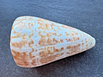 Conus pulcher / syn. Lithoconus papilionaceus, 99,2 mm, Dakar Senegal, altes Eti