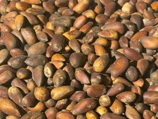 Pine nuts Utah/Nevada Soft Shell Organic In Hand Ready To Ship today 1 lb pound