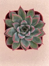 Echeveria Mebina Live Succulents Plant 2” Fully Rooted