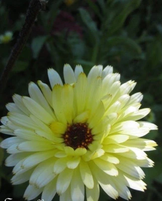 ♫ SOUCIS Officinal 'Prince Alba' - Calendula ♫ Graines ♫ Ornementale Aromatique