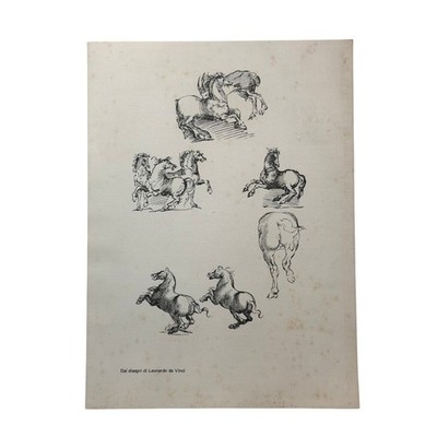 Vintage Leonardo Da Vinci Horse Studies Drawing Print Unframed Art